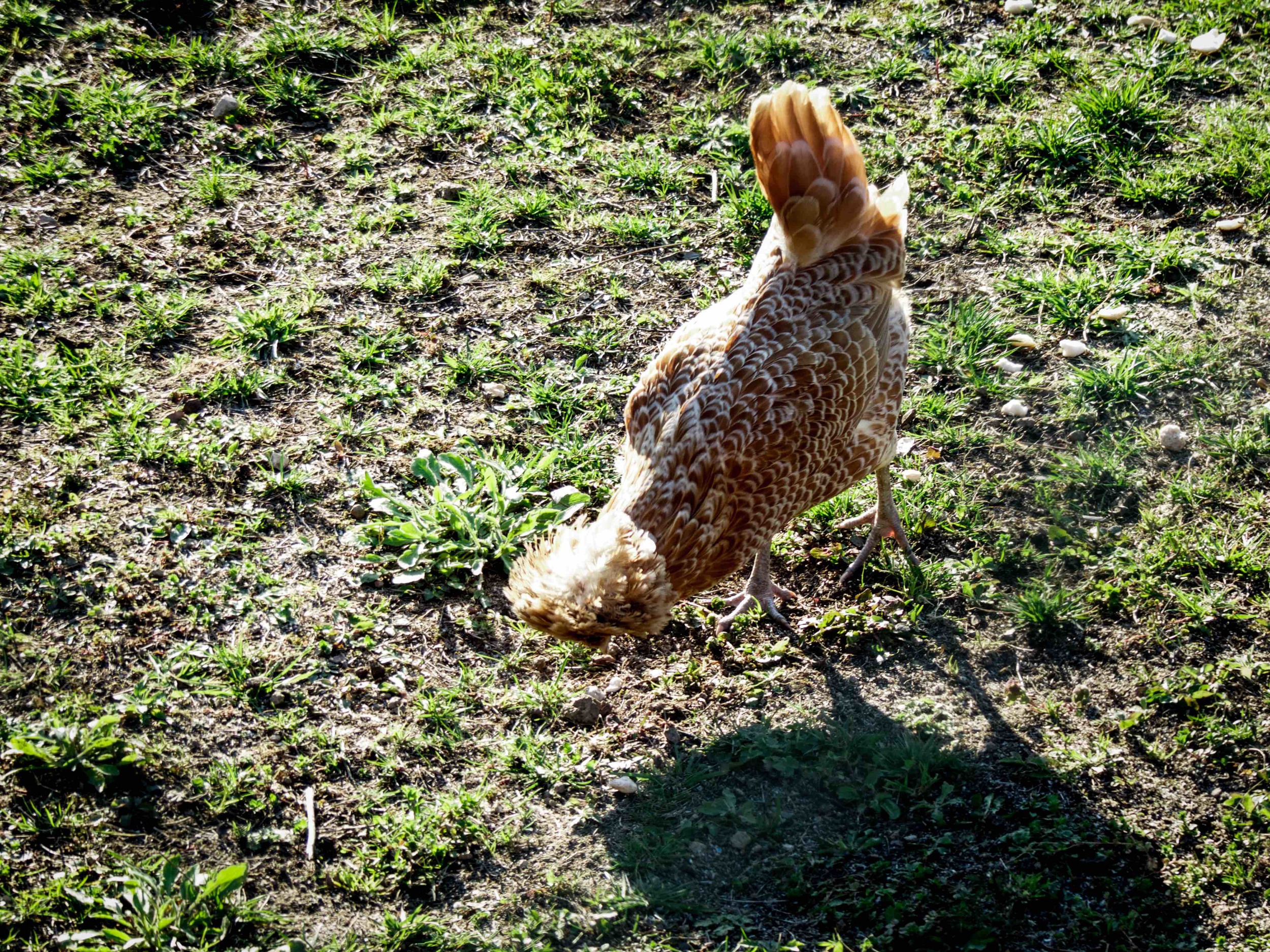 And of course, I got distracted by these funky looking chickens in our neighbor's garden. I had to stop and snap some photos. My neighbor probably thought I was gonna steal his chickens.. LOL