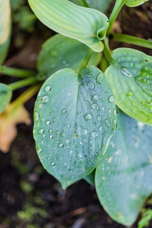 Rain plants Portland - Grasstains Landscaping