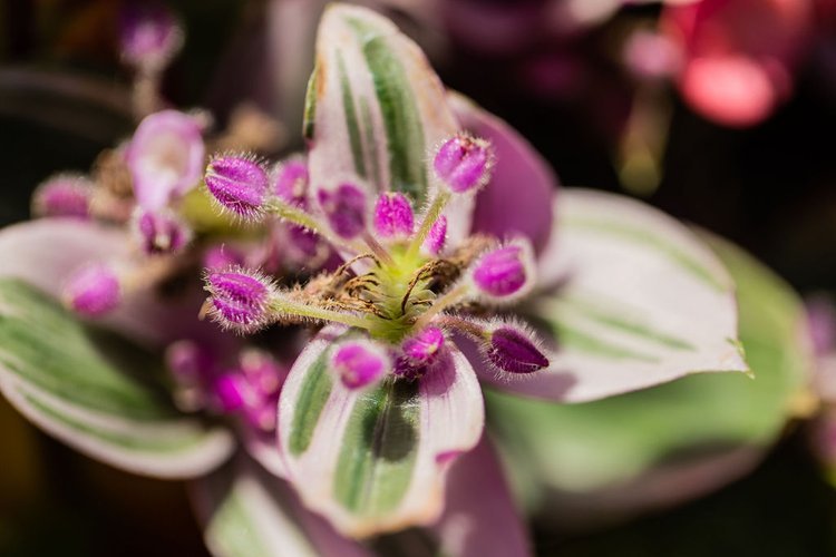 Perennial Plants Portland - Grasstains Landscaping