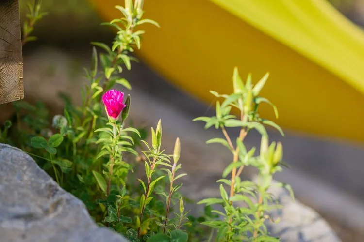 Winecups (Callirhoe involucrata) Portland - Grasstains Landscaping