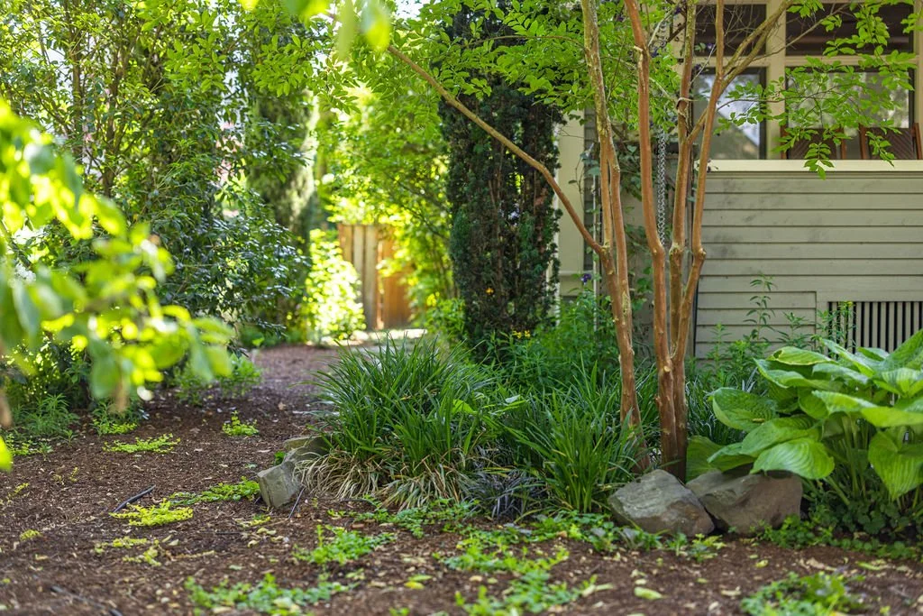Landscaped backyard with mulch path and plants in Northeast Portland, Oregon