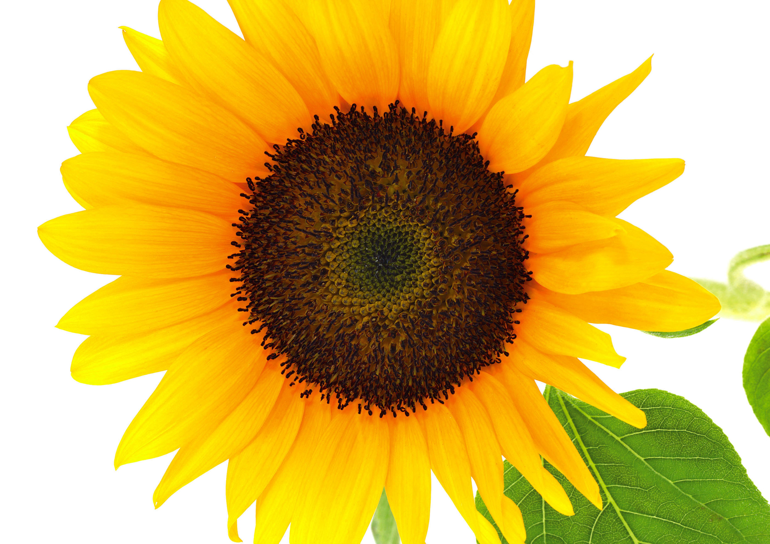 sunflower close up.jpg