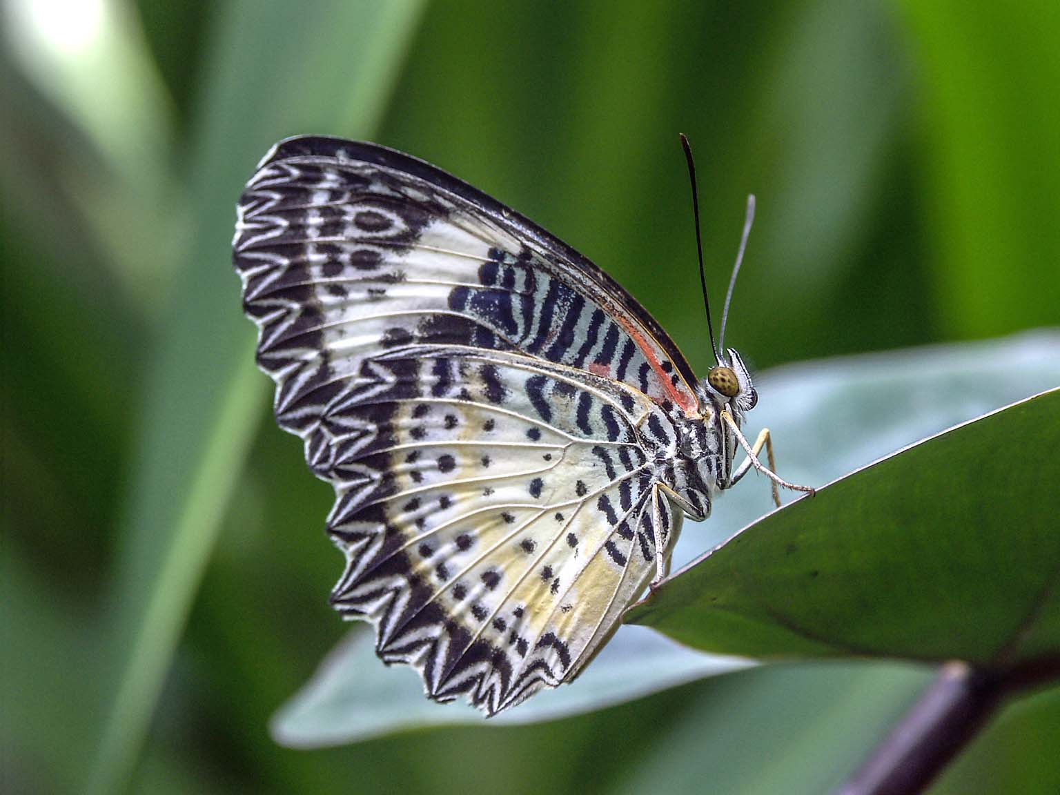 Butterfly in Penang, Malaysia