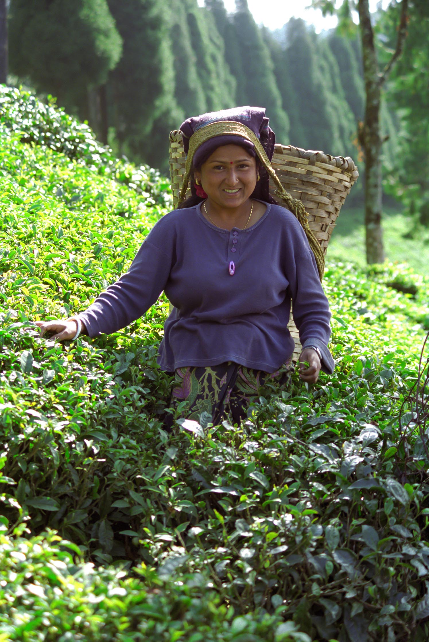 Tea picker in Darjeeling, India