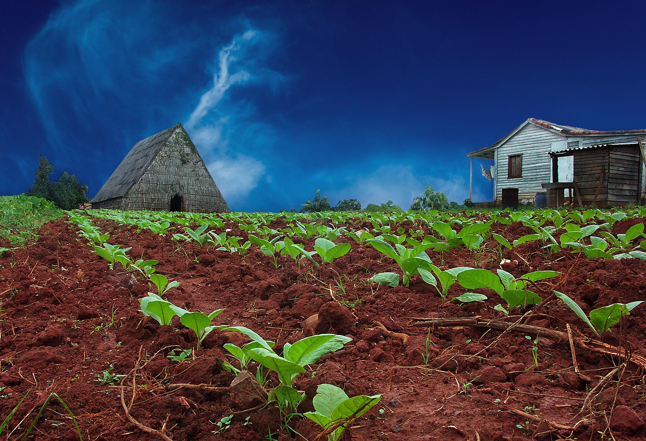 Tobacco farm ,Pinar del Rio, Cuba