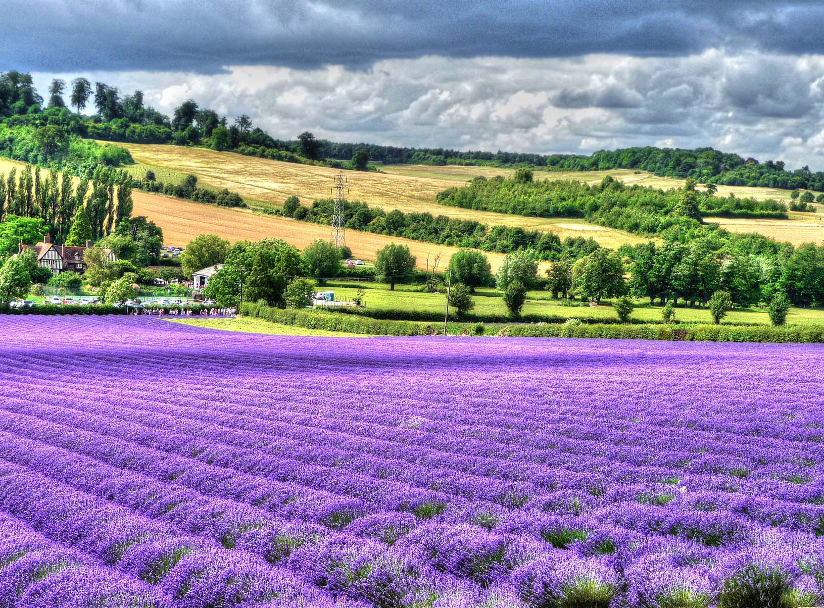 Lavender fields Kent