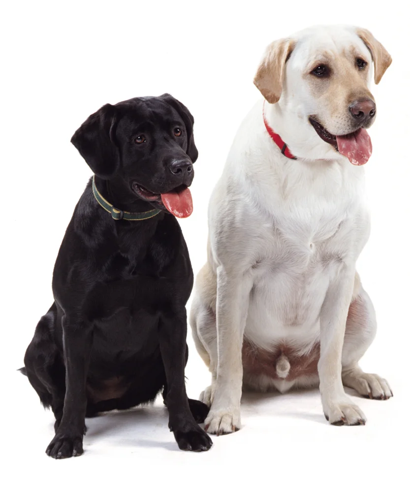 2Labs.jpg