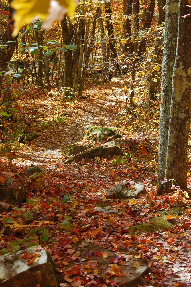 DSC_0200.jpg