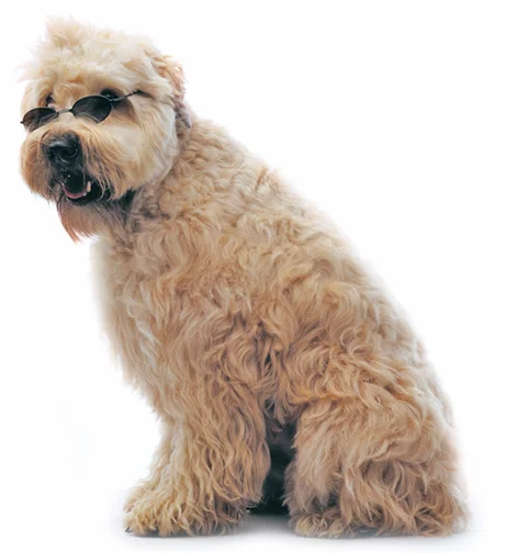 Hairy Garcia.jpg