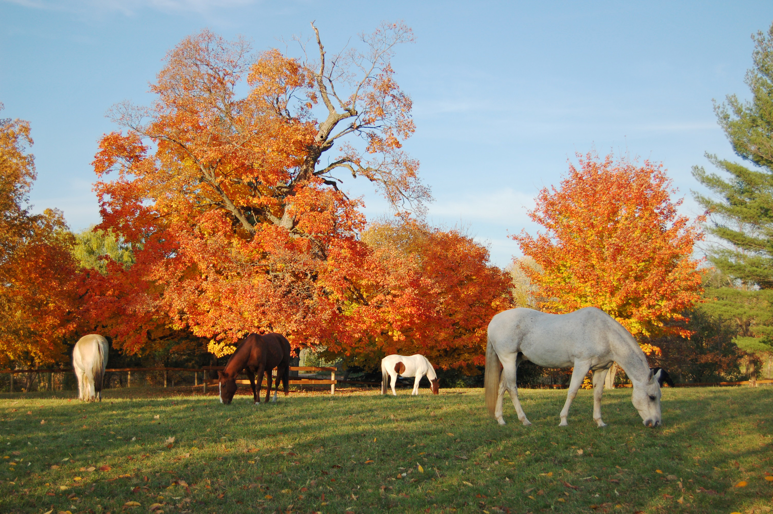 Horses Grazing.jpg