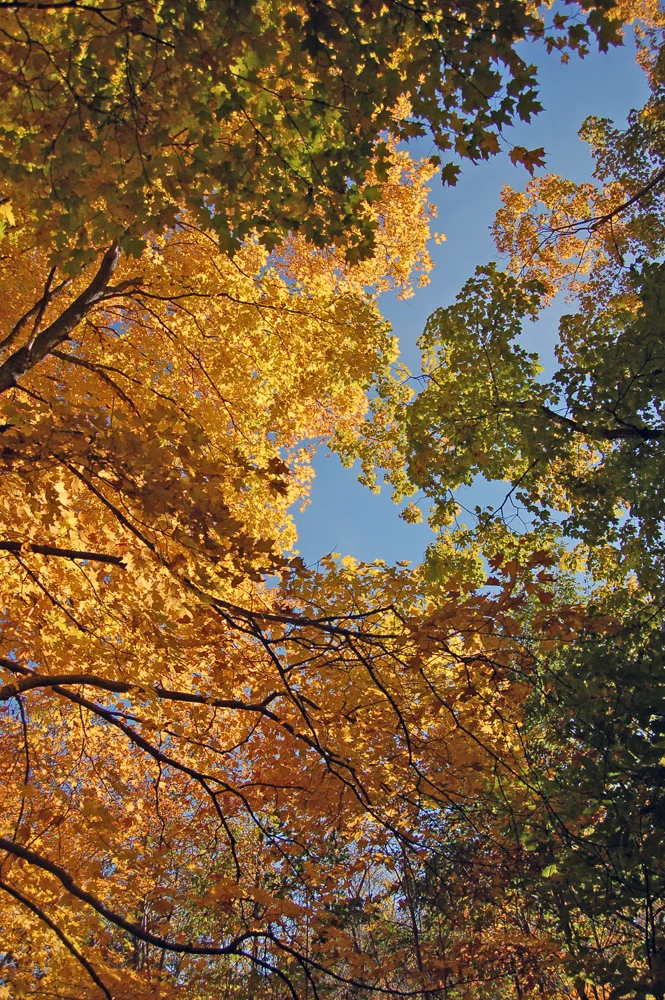 Trees and Sky.jpg