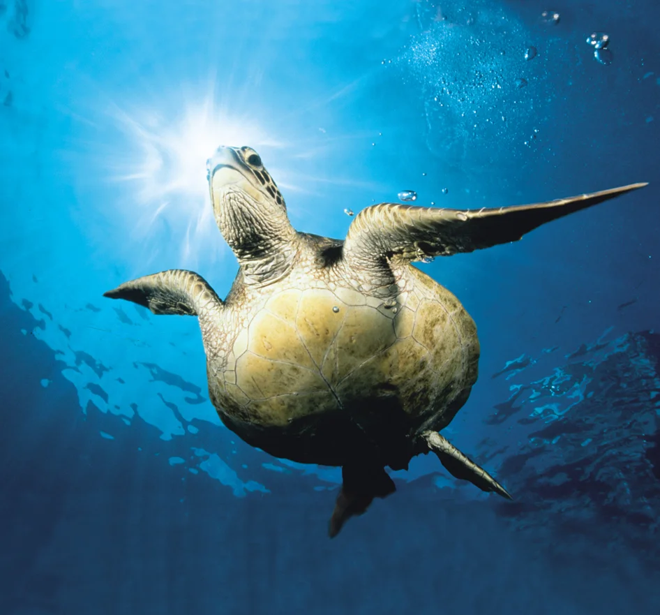 Turtle.jpg