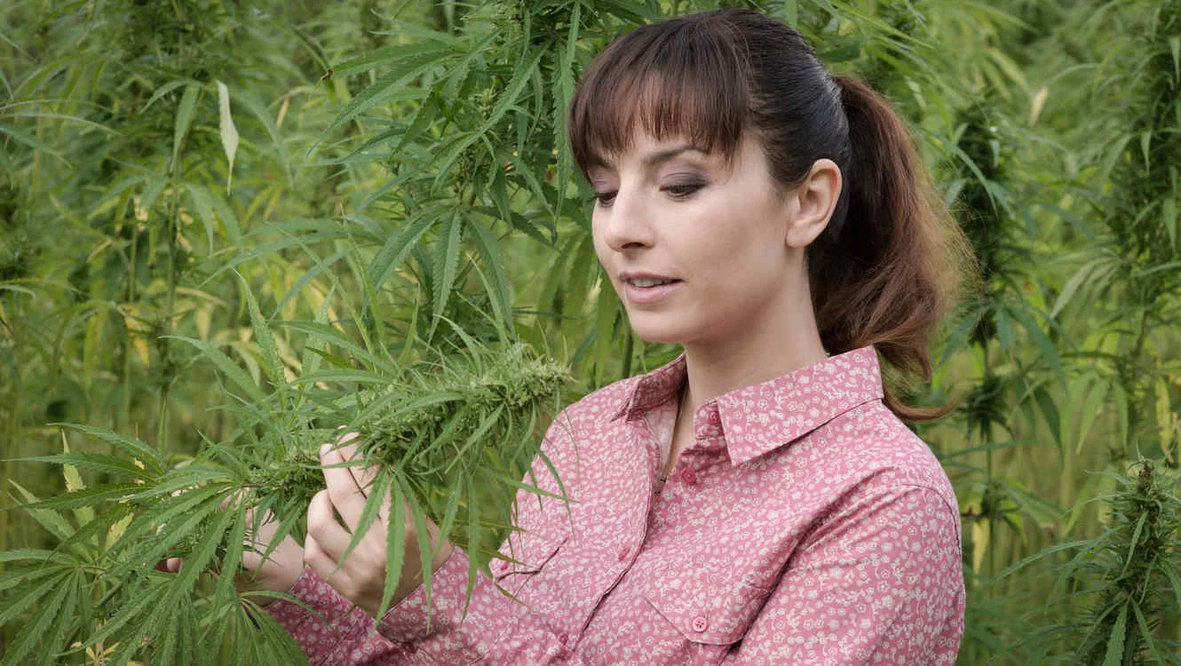 marihuana-medicinal_0.jpg