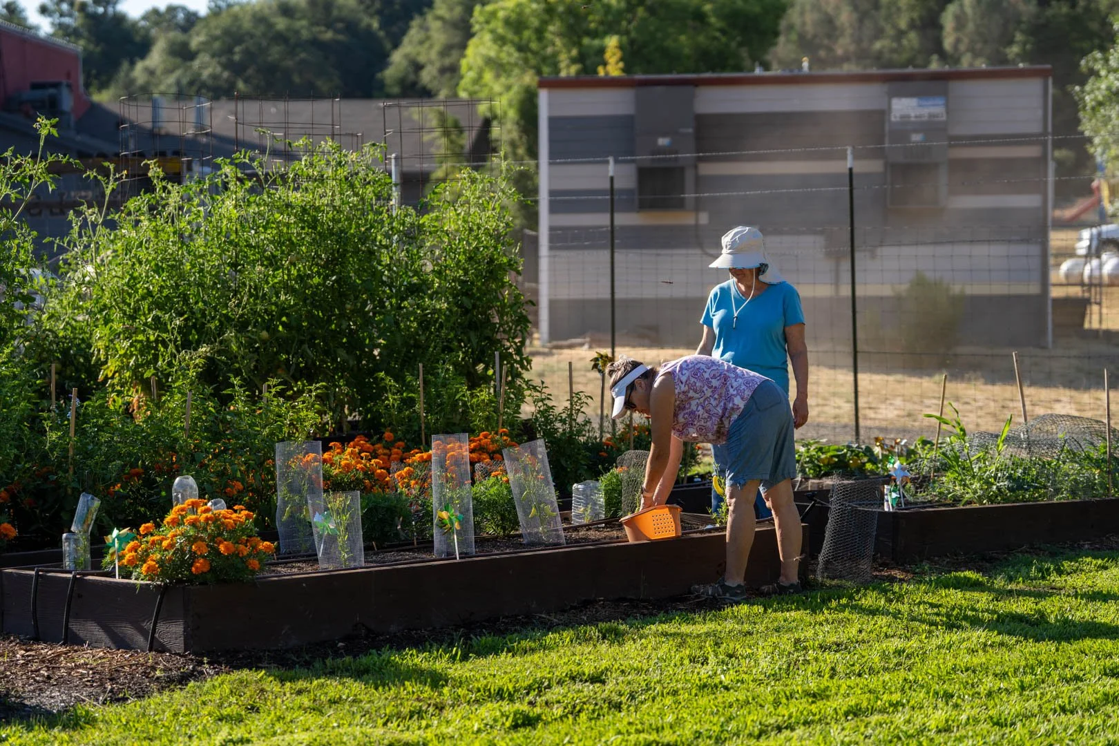 Produce Garden | Volunteer