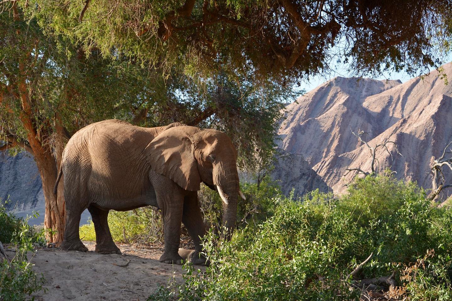 Desert-adapted Namibian elephant + phenomenal scenery + great light 👍
&bull;
&bull;
&bull;
#namibia #africa #safari #wildlifephotography #travel #travelgram #elephant #desertelephants #shotonnikon #elephants #nikonphotography