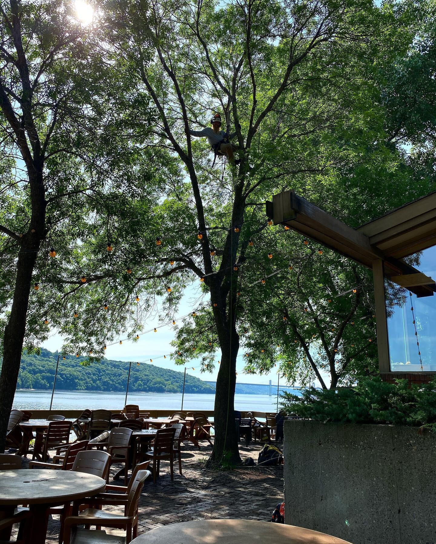 The Dock Cafe trees have been SAVED and RTS is trimming them up and getting this patio ready for re-opening!!