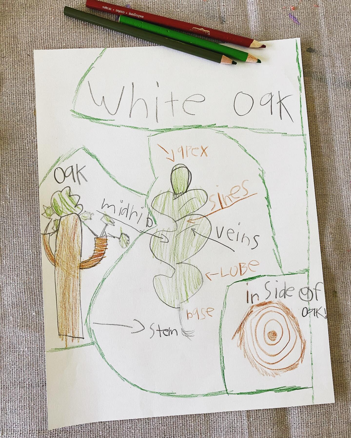 Daddy gives this school project an A+++++. 

Teaching our children about trees and the important role that they play in our environment today and every day!! Happy Arbor Day Folks!! Get out there and make a difference for our future!!🌳♻️🌎