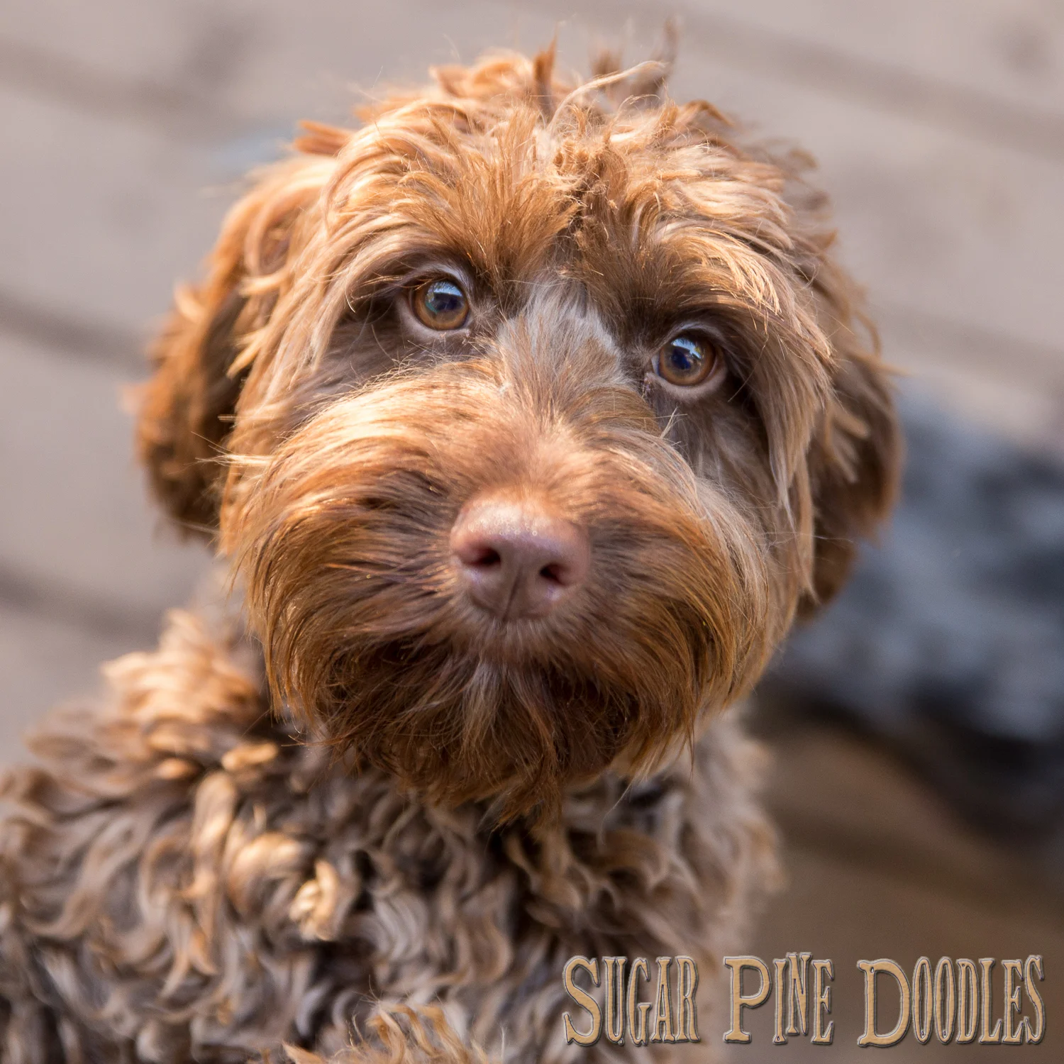 Multi-Generation Australian Labradoodle "Layla"