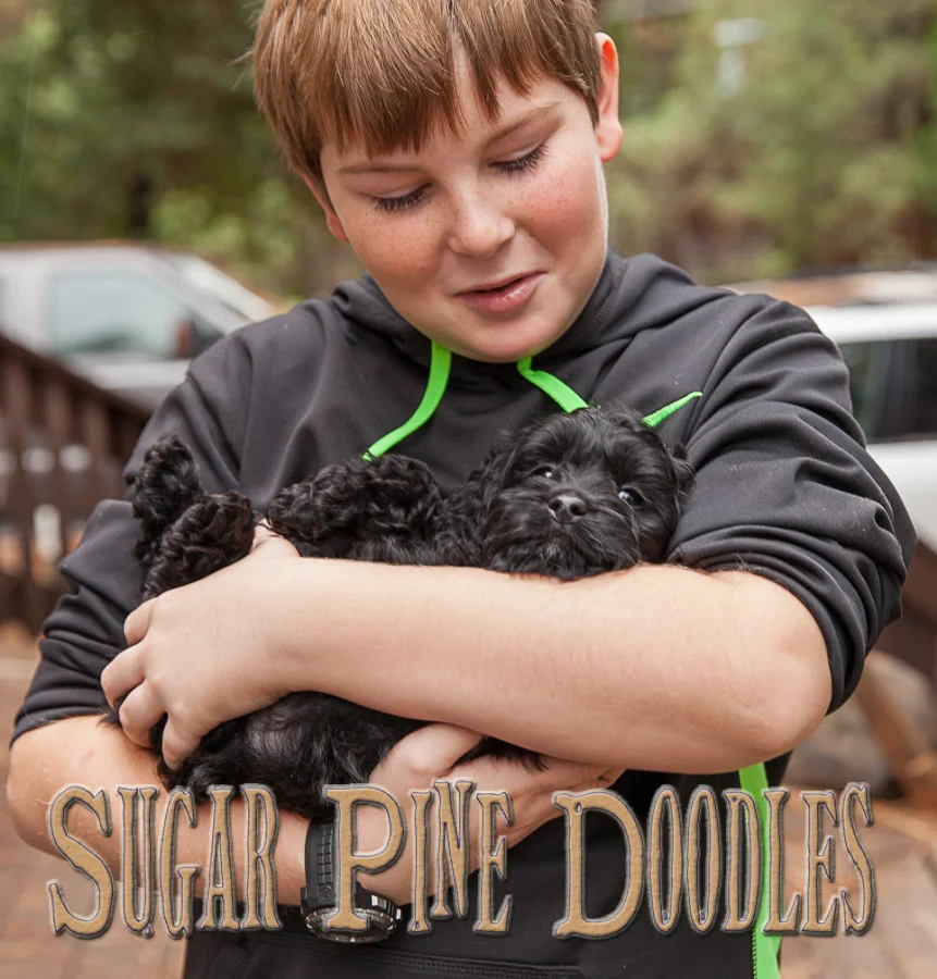 Australian Labradoodle, Sugar Pine Doodles