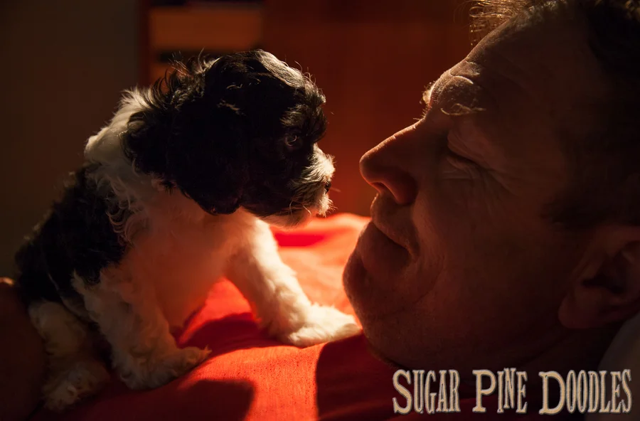 Australian Labradoodle, Sugar Pine Doodles