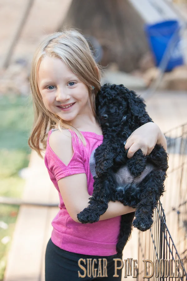 Australian Labradoodle, Sugar Pine Doodles