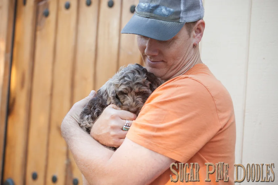Chocolate Merle, Australian Labradoodle, Sugar Pine Doodles