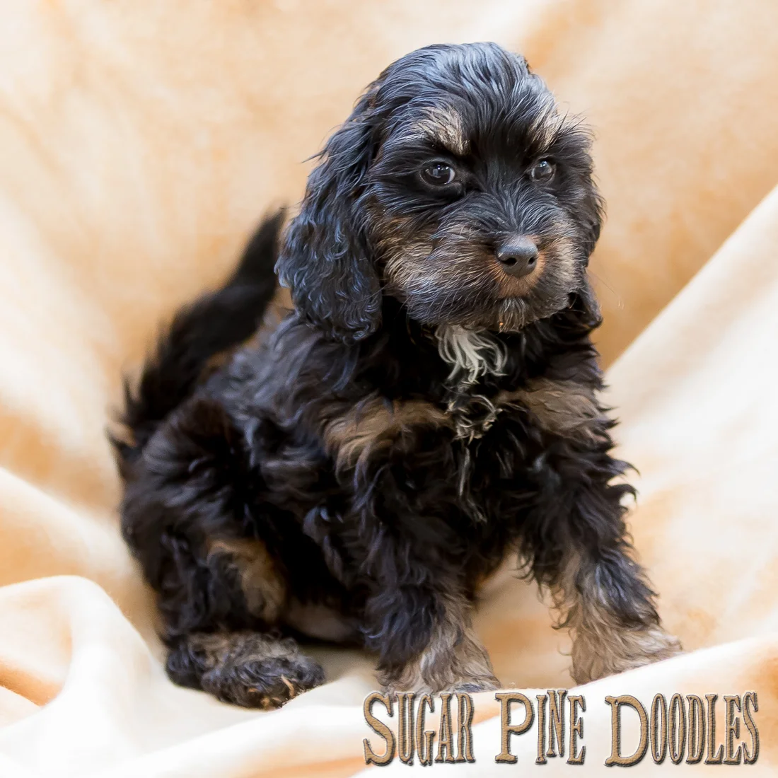 phantom labradoodle puppies for sale