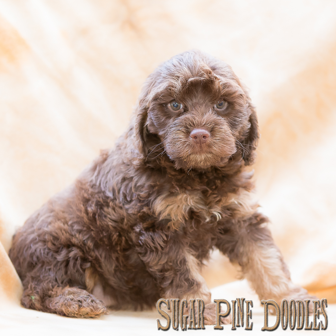 hver dag Ægte lanthan Sugar Pine Doodles - Australian Labradoodle Puppies