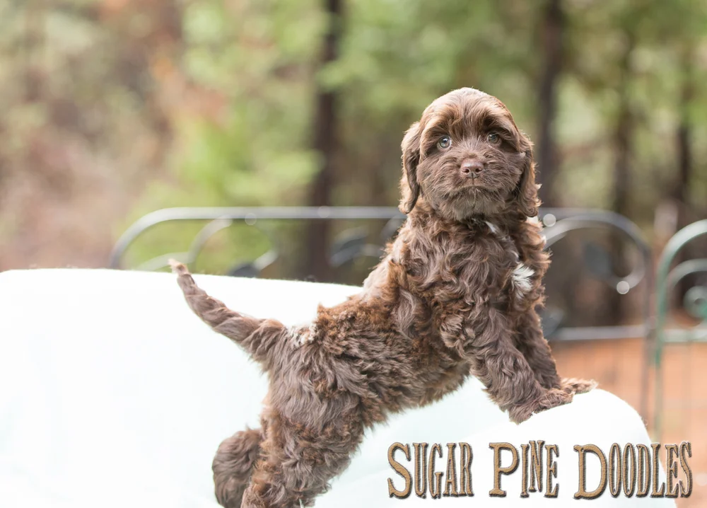 How Do You Wash A Labradoodle Puppy