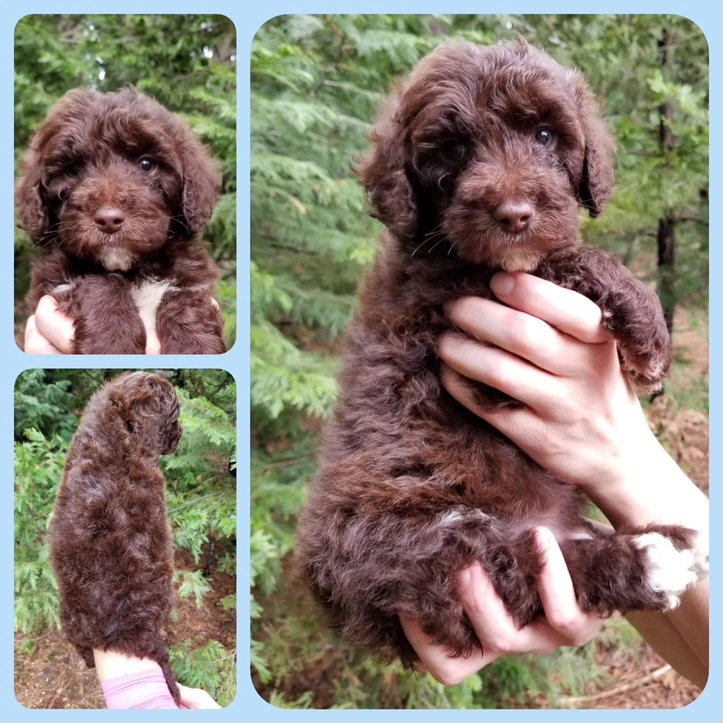 Boy | Chocolate - tipped with white on chest, chin and feet | Adopted