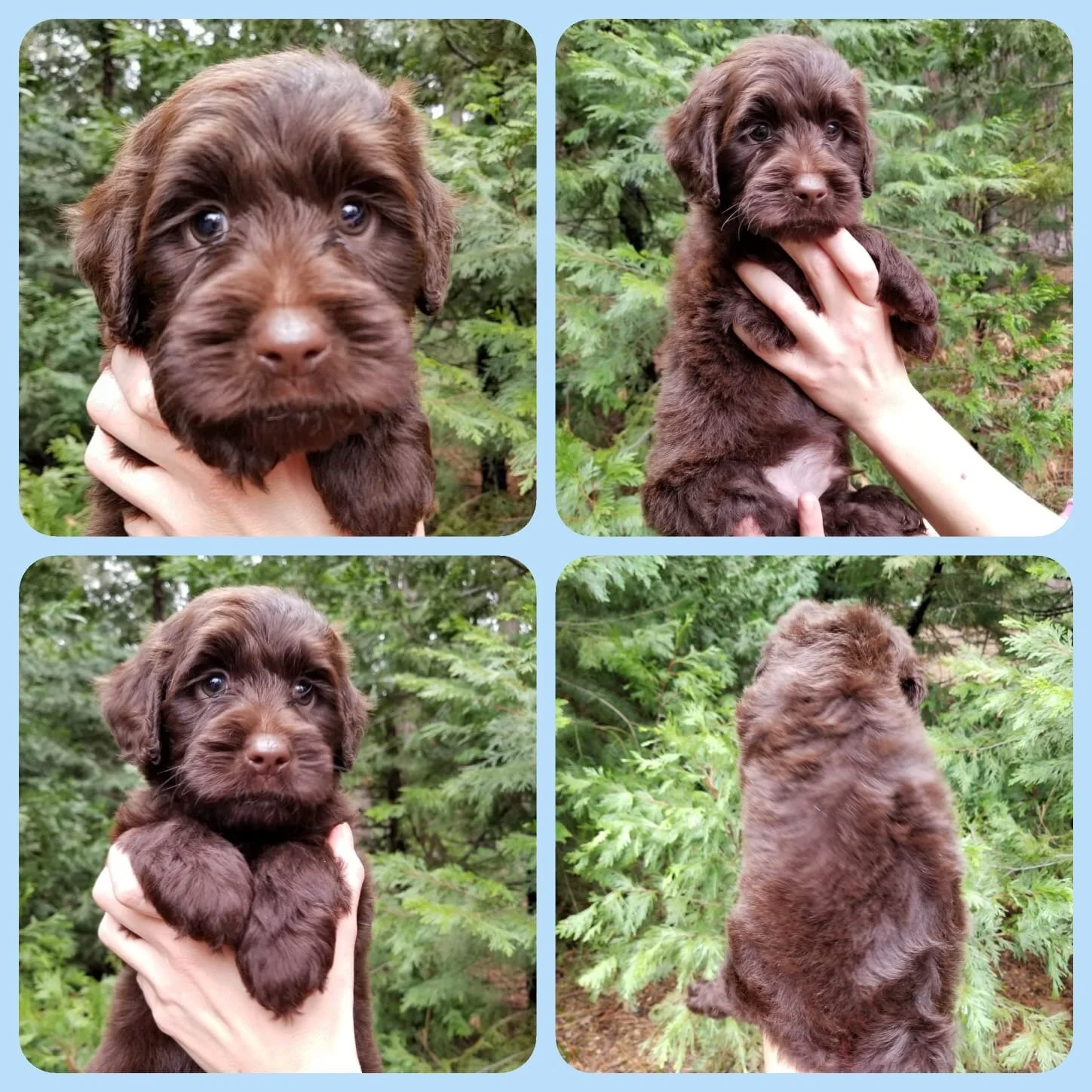 Boy | Chocolate - Adopted