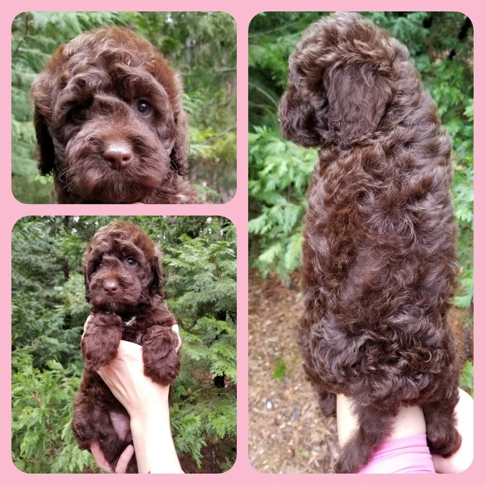 How Much Does It Cost To Adopt A Labradoodle