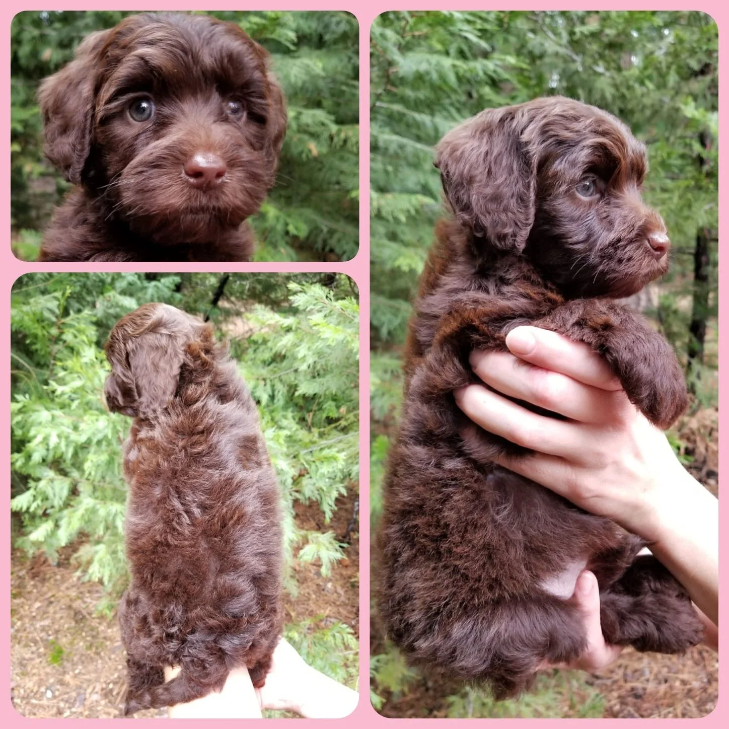 Girl | Chocolate - Adopted