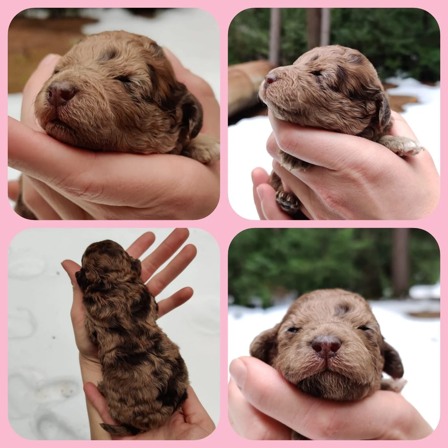 Girl | Chocolate Merle Adopted