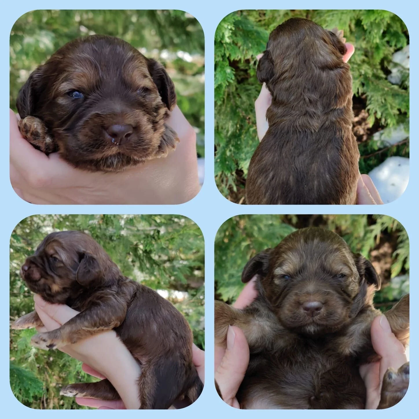 Boy | Chocolate Phantom | Adopted