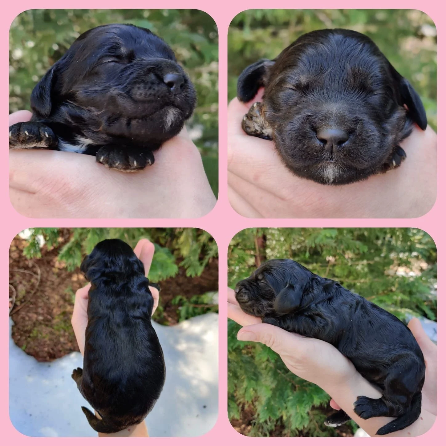 Girl | Black Phantom | Adopted