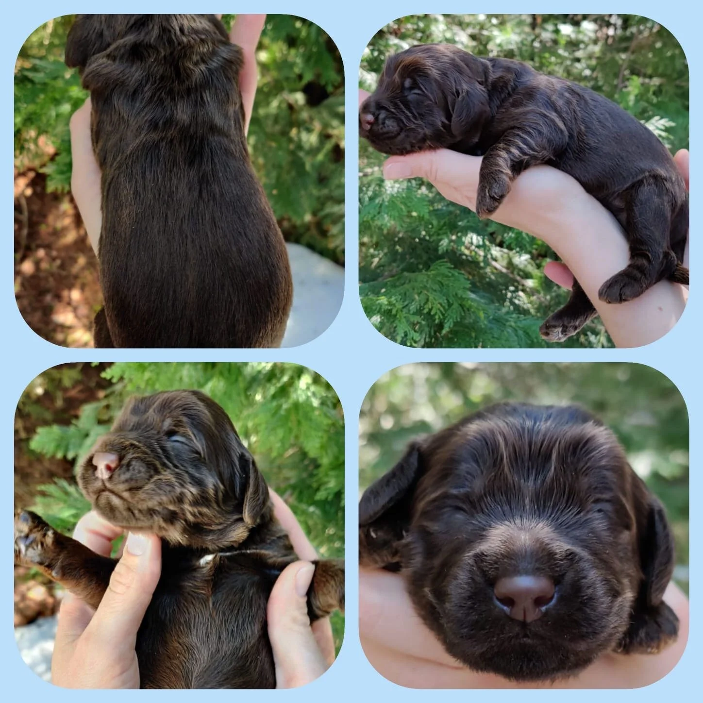 Boy | Chocolate | Adopted