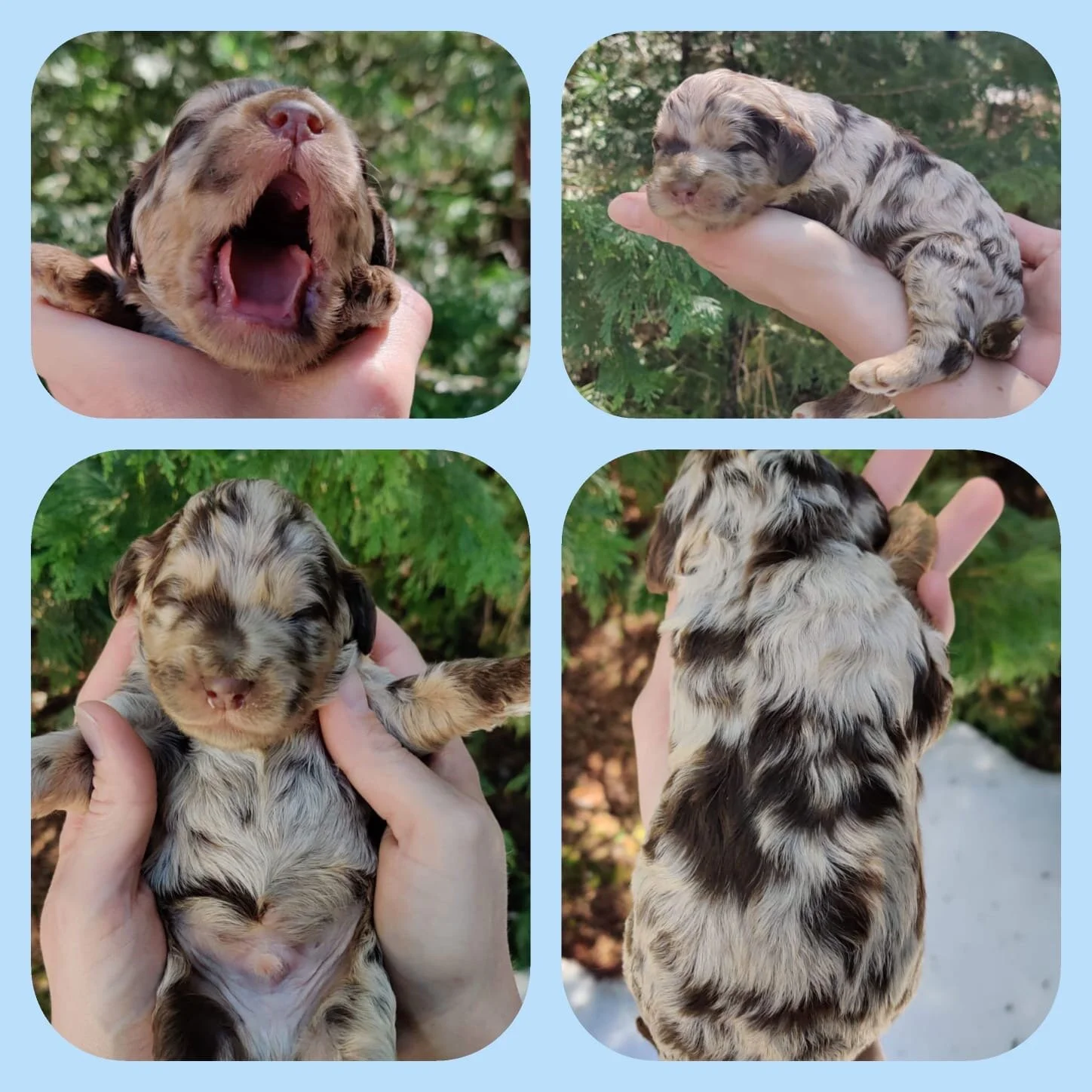 Boy | Chocolate Merle Phantom | Adopted