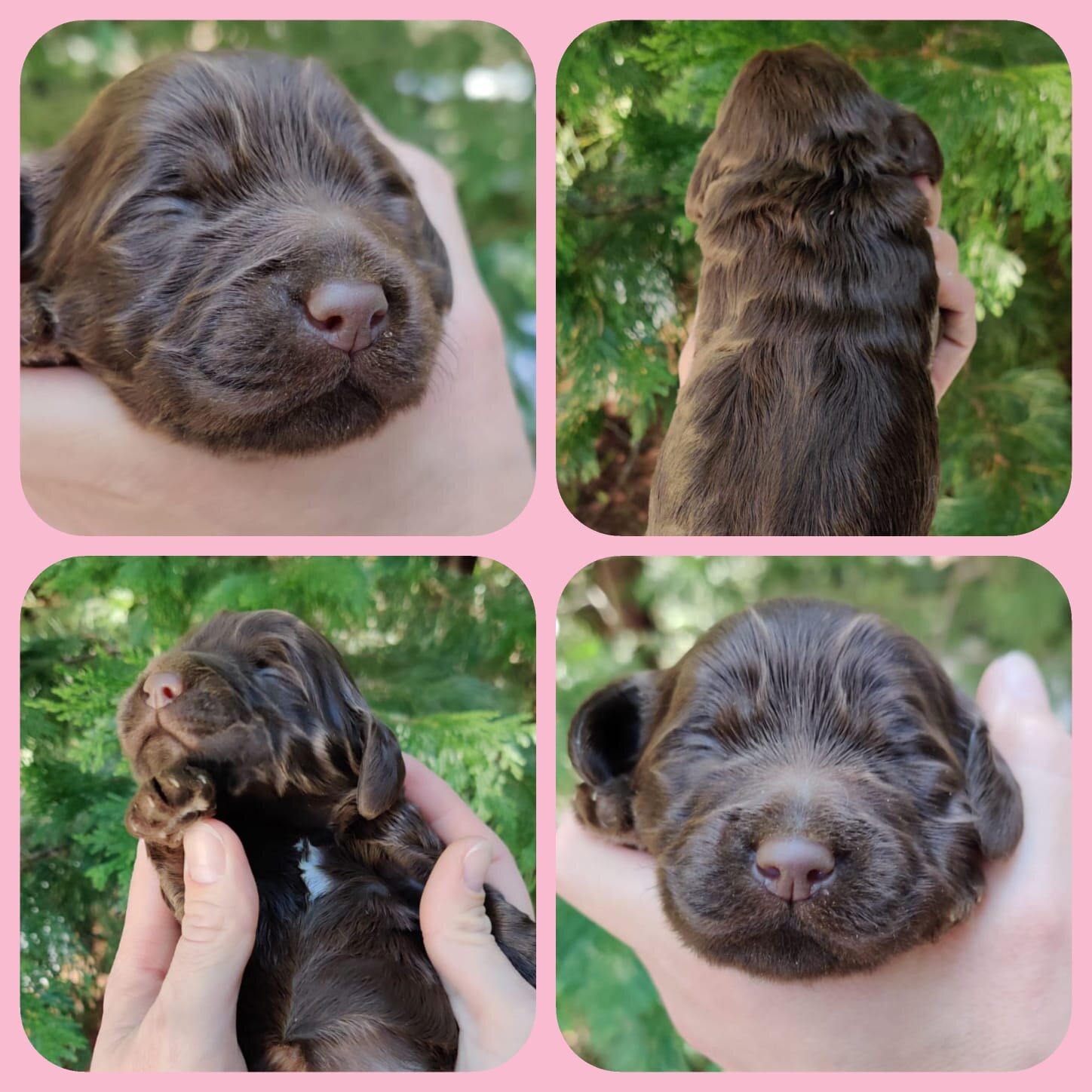 Girl | Chocolate | Adopted