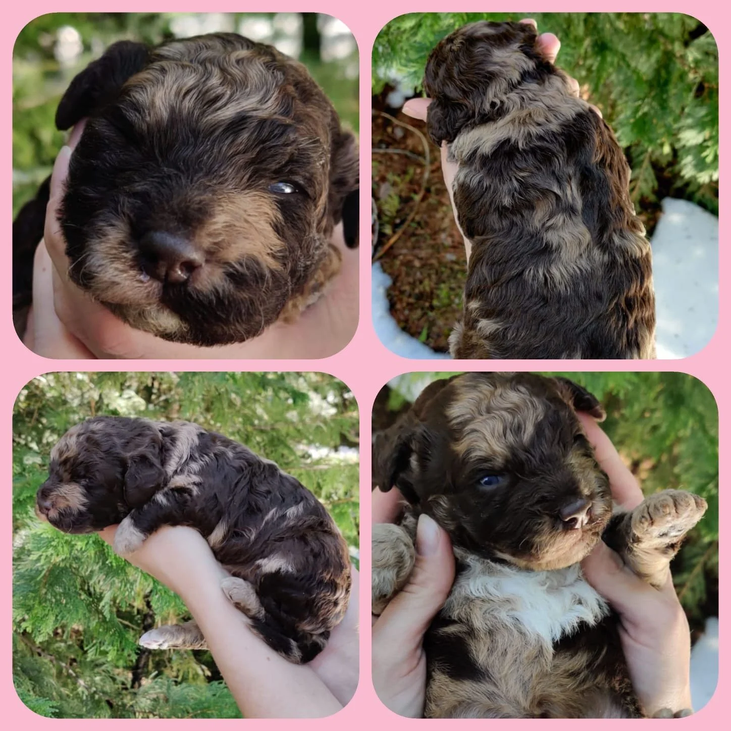 Girl | Quad Color Chocolate Merle | Adopted