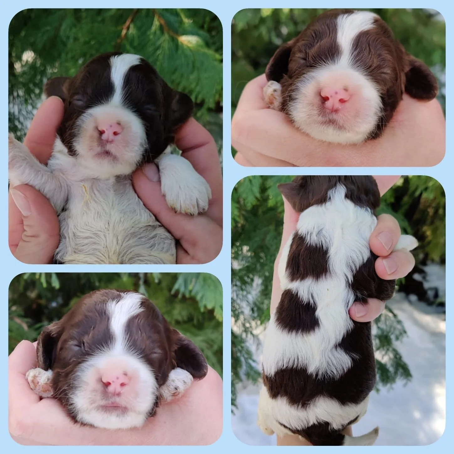 Boy | Chocolate Parti | Adopted