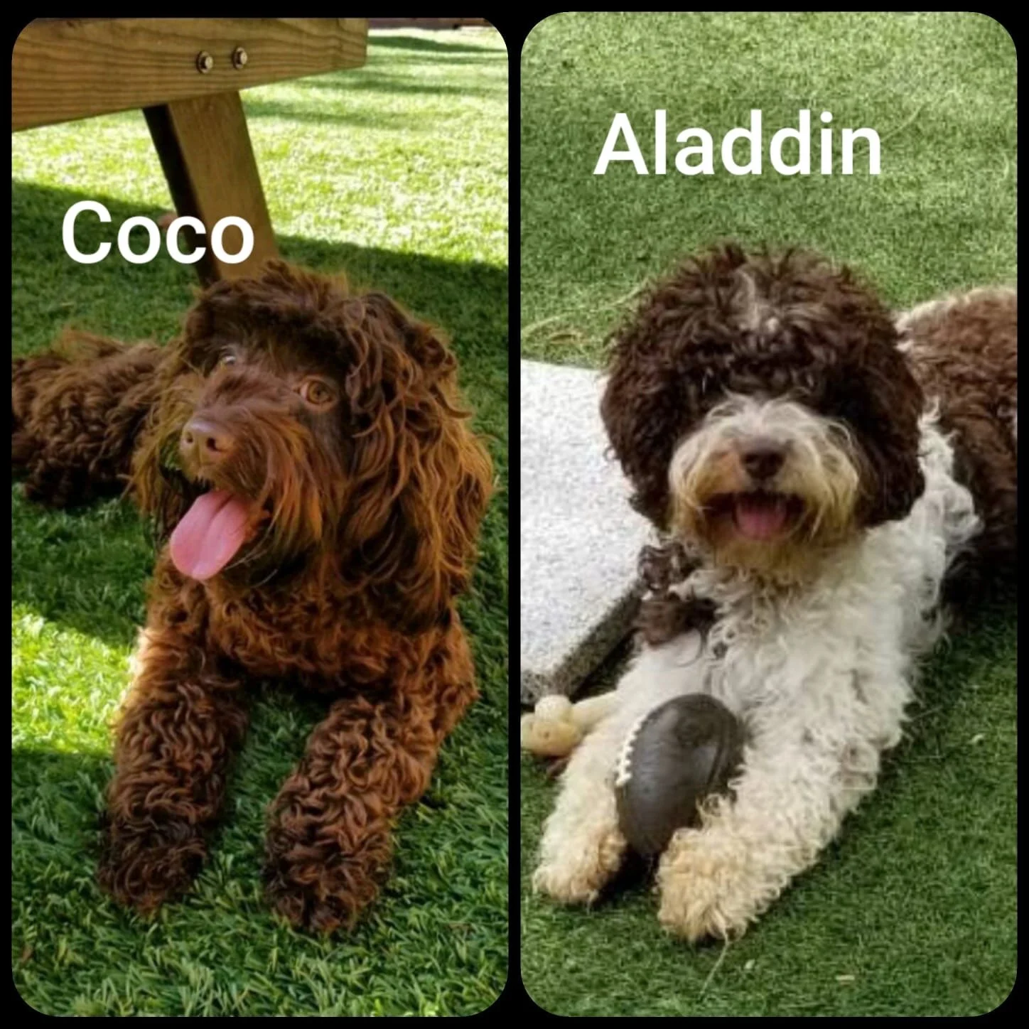 Parents: Coco & Aladdin