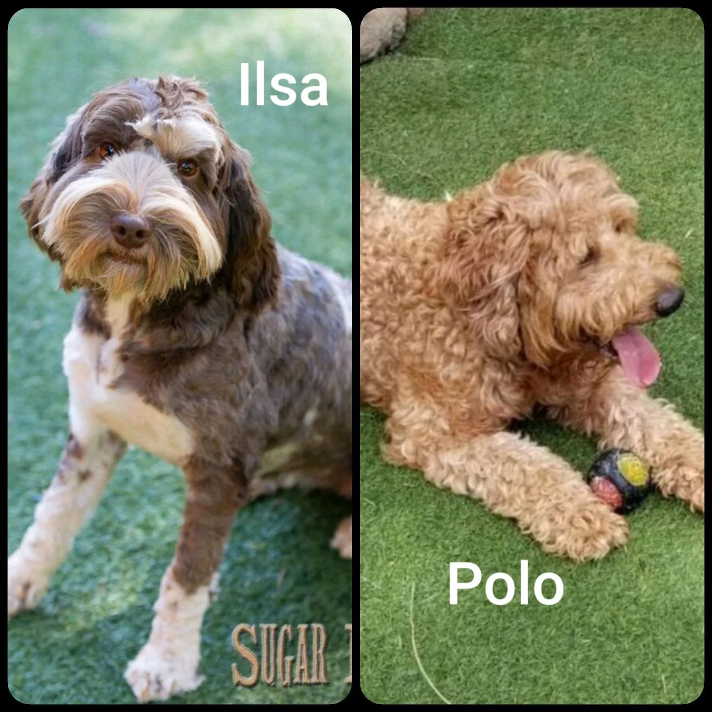 Parents: Ilsa & Polo