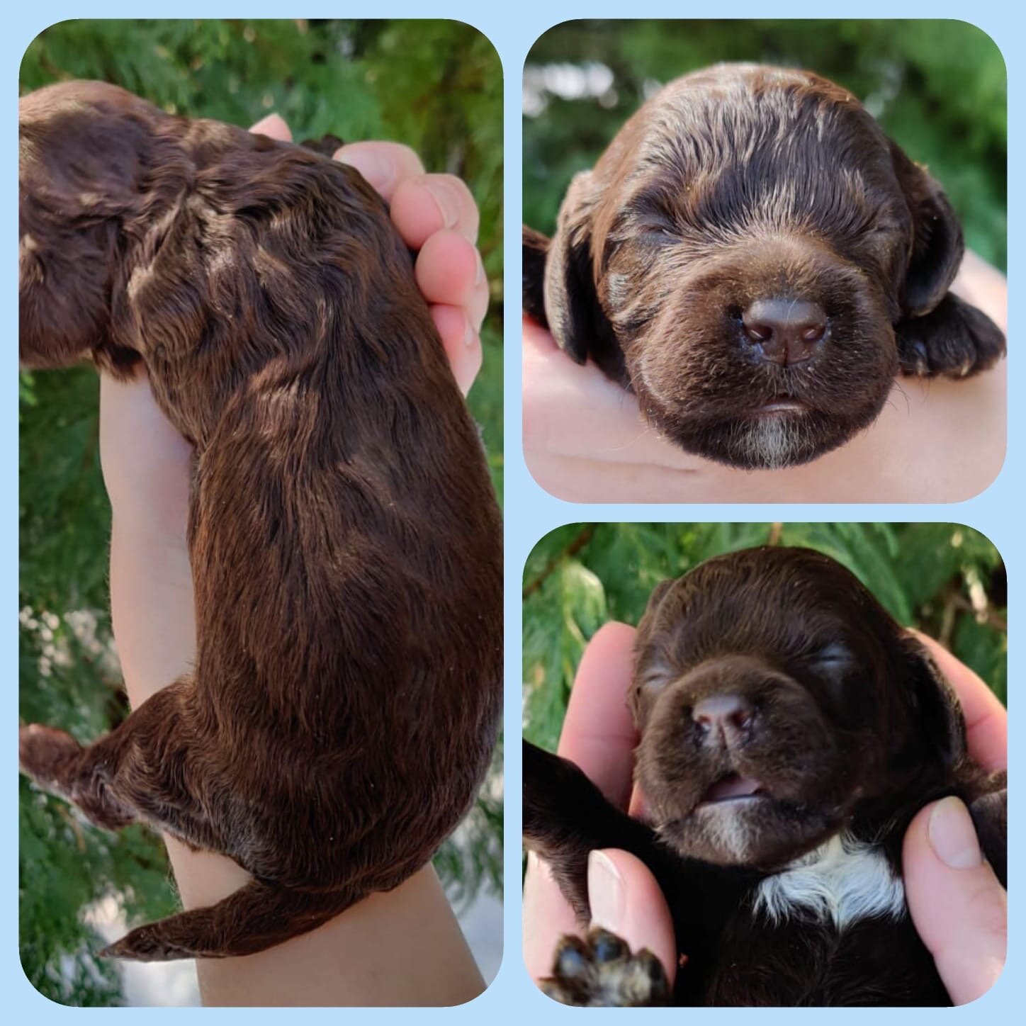 Boy | Chocolate with White Chest Patch | Adopted