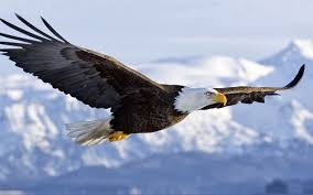  Isaiah 40:31 They Shall Renew Their Strength