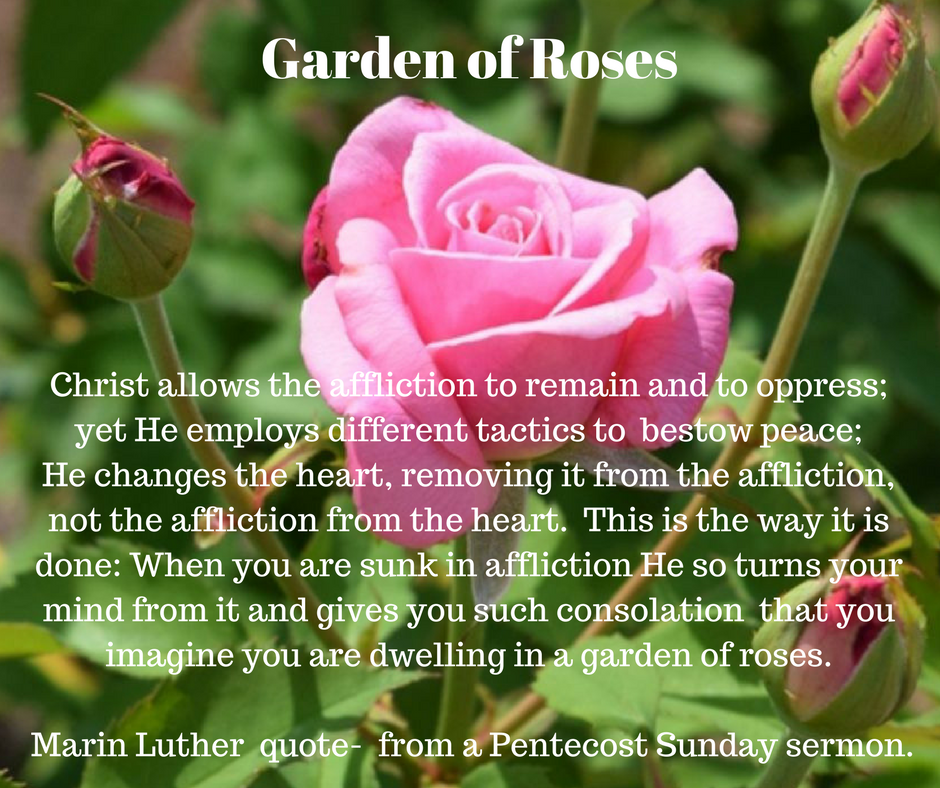 Rose Garden - Martin Luther quote