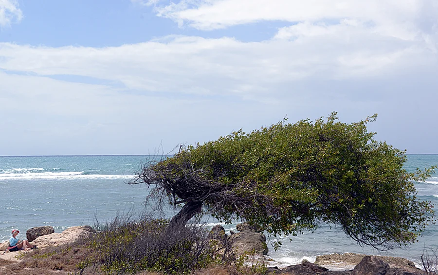 Windsculpture