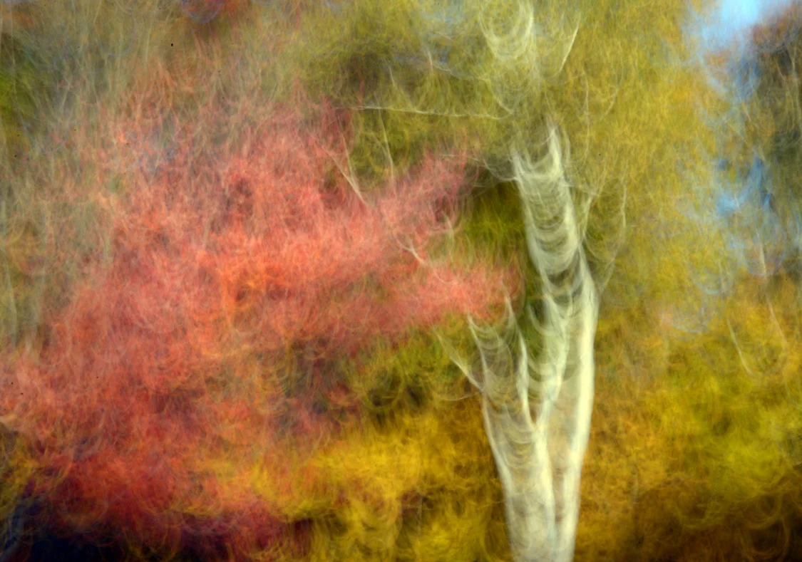 Leaf Sweep 2