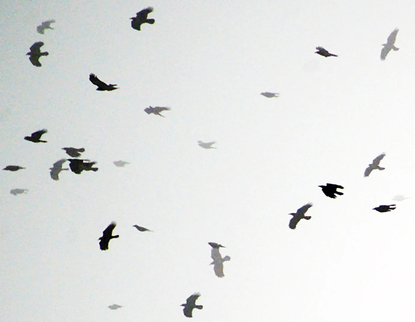 Raven Roundup