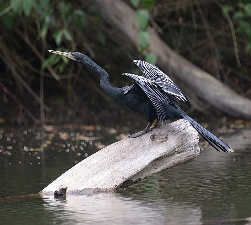 Anhinga